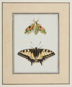 鹰蛾和旧世界燕尾蝴蝶，c.1755-65（纸上水彩）