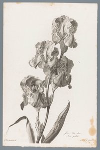 达尔马提亚鸢尾 浅蓝色鸢尾花 / Iris pallida（物体上的标题） 取自大自然的花朵 (...)（系列标题）