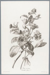 Goudsbloem
Souci des Jardins / Calendula Officinalis L. （作品标题）
来自生活的花朵（......）（系列名称）