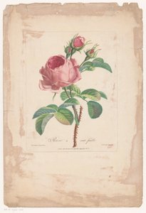 红玫瑰
Rose à cent feuilles（标题见实物）
