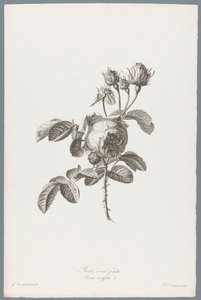 红玫瑰
百花蔷薇 / Rosa centifolia L. （作品标题）
Fleurs d