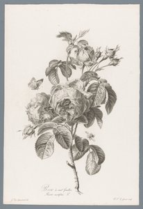 红玫瑰
百花蔷薇 / Rosa centifolia L. （作品标题）
Fleurs d