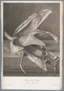 玉米
Maïs, Blé de Turqui / Zea Mays L.（物体上的标题）
取材于生活的花（......）（系列名称）