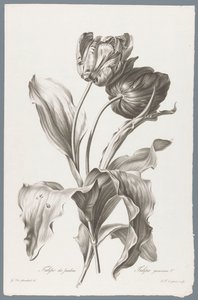 郁金香
Tulipe des Jardins / Tulipa gesneriana L.（作品名称）
大自然的花朵（......）（系列名称）