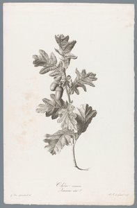 Zomereik
普通橡树（物体上的标题）
来自生活的花朵（......）（系列标题）