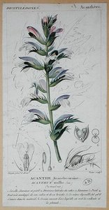 Acanthus Mollis，约1820年（彩色雕刻）。