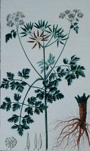 描绘雪维菜的植物图版，出自弗朗索瓦-皮埃尔-肖梅顿（1775-1819）的《医学词典》，1813-1820年出版（彩色雕刻）。