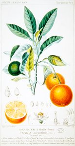 柑橘或塞维利亚橙，约1820年（彩色版画）