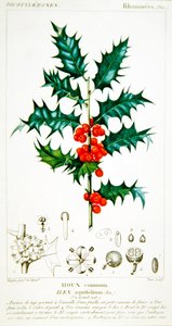 冬青（Ilex aquifolium）植物图版，约1820年（彩色平印）。