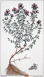 百里香，约 1850 年（雕刻）