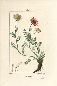 非洲除虫菊--西班牙的Pellitory，Anthemis pyrethrum（Anacyclus pyrethrum），有花、叶、茎和根部。小兰伯特根据皮埃尔-让-弗朗索瓦-图尔平的画作进行的手绘立体铜版画，出自肖梅顿、普瓦雷特和查姆。 作者 皮埃尔·让·弗朗索瓦·特平