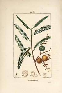 Amla（amala，amalaki），尼泊尔或印度醋栗，myrobolan emblique - 尼泊尔或印度醋栗，余甘子，叶，果实和种子。 小兰伯特根据 Pierre Jean-Francois Turpin 绘制的手绘点画铜版画 作者 皮埃尔·让·弗朗索瓦·特平