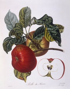 苹果 "Belle du Havre "亨利-路易斯-杜哈梅尔-杜蒙索，皮埃尔-让-弗朗索瓦-图尔班的植物图版 作者 皮埃尔·让·弗朗索瓦·特平