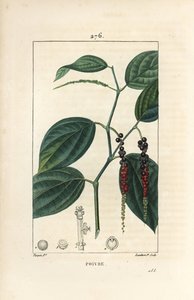 黑胡椒 - 黑胡椒、黑胡椒、叶、茎和成熟和未成熟的胡椒。 Lambert Junior 手绘点画铜版画，出自 Chaumeton、Poiret 和 Chamberet 的“La Flore Medic” Pierre Jean-Francois Turpin 的画 作者 皮埃尔·让·弗朗索瓦·特平