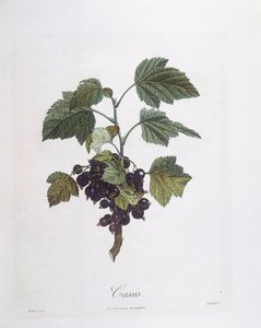 黑加仑（Ribes nigrum）或黑醋栗（cassis Noir de Bourgogne）亨利-路易斯-杜哈梅尔-杜蒙索（Pierre Jean Francois Turpin）的植物图版。 作者 皮埃尔·让·弗朗索瓦·特平