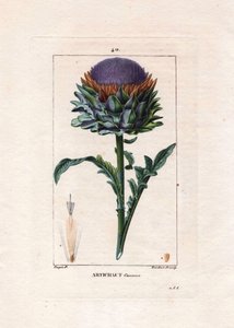 植物：朝鲜蓟 - 朝鲜蓟植物、叶子和花、Cynara cardunculus。 Lambert 手绘点画铜版画来自 Chaumeton 的 Pierre Jean-Francois Turpin 的画作，Poiret et Chamberet 的“La Flore Medicale”，巴黎，Panckouc