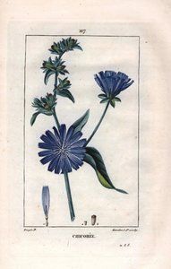 植物学：有花的菊苣 - 菊苣植物和花，Cichorium intybus。兰伯特根据皮埃尔-让-弗朗索瓦-图尔平的画作进行的手绘立体铜版画，出自肖梅顿、波尔特和张贝的 "La Flore Medicale"，巴黎，潘库克