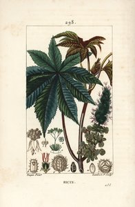 蓖麻油植物或蓖麻，蓖麻（Ricinus vulgaris），有叶、花、茎和种子。 Lambert Junior 手绘点画铜版画，出自 Pierre Jean-Francois Turpin 的画作，来自 Chaumeton、Poiret 和 Chamberet 的“” La Flo