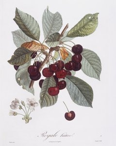 樱桃树（Prunus avium），亨利-路易斯-杜哈梅尔-杜蒙索，皮埃尔-让-弗朗索瓦-图尔班的植物图版 作者 皮埃尔·让·弗朗索瓦·特平