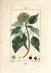 攀爬常春藤 - 常见的常春藤，常春藤螺旋。 Lambert Junior 手绘点画铜版画，出自 Chaumeton、Poiret 和 Chamberet 的“La Flore Medicale”，巴黎，Panckoucke 的 Pierre Jean-Francois Turpin 的画作 作者 皮埃尔·让·弗朗索瓦·特平