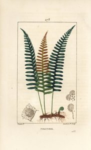常见的多肉植物--多肉蕨，Polypodium vulgare，有叶子、种子和根。小Lambert根据Pierre Jean-Francois Turpin的画作进行的手绘硬笔铜版画，出自Chaumeton, Poiret和Chamberet的《La Flore Medicale》，巴黎，P. 作者 皮埃尔·让·弗朗索瓦·特平