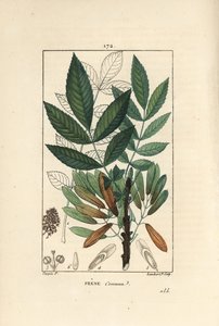普通灰或灰 elve - 白蜡树，白蜡树，显示树枝、叶子、种子和叶子的轮廓。 Lambert Junior 手绘点画铜版画，来自 Chaumeton 的 Pierre Jean-Francois Turpin 的画作，Poiret et Chamberet 的“”