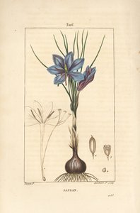 红花 - 红花，Crocus sativus，显示花、叶、茎、球茎和柱头。小Lambert根据Pierre Jean-Francois Turpin的画作进行的手绘立体铜版画，该画作出自Chaumeton, Poiret和Chamberet的 "La Flore Medicale"。 作者 皮埃尔·让·弗朗索瓦·特平