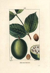 Feve de Saint Ignace - 耶稣的豆或圣伊格纳的豆，马钱，显示果实和种子（豆），整体和部分。 Lambert Junior 手绘点画铜版画，来自 Chaumeton 的 Pierre Jean-Francois Turpin 的画作，