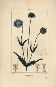 田忌赛马或田忌赛马 - 田忌赛马，Knautia arvensis，有花、叶、茎、种子和叶的轮廓。小兰伯特根据皮埃尔-让-弗朗索瓦-图尔平的画作进行的手绘立体铜版画，出自肖梅顿、波尔特和查姆。