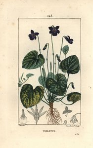 Fragrant Violet - Sweet violet, Viola odorata, with flower, leaf, stem and roots. Handcoloured stipple copperplate engraving by Lambert Junior from a drawing by Pierre Jean-Francois Turpin from Chaumeton, Poiret and Chamberet