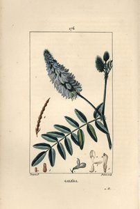 Galega - 山羊的芸香，Galega officinalis，有花、叶和种子。杜波依斯根据皮埃尔-让-弗朗索瓦-图尔平的画作进行的手绘立体铜版画，出自肖梅顿、波依尔和张贝的 "La Flore Medicale"，巴黎，Panckoucke 作者 皮埃尔·让·弗朗索瓦·特平