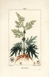 Garden rhubarb - Rhubarb, Rheum rhabarbarum (Rheum palmatum), with flower, stalk, leaf, seed and root. Handcoloured stipple copperplate engraving by Lambert Junior from a drawing by Pierre Jean-Francois Turpin from Chaumeton, Poiret and Chamberet
