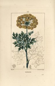 Gummy ferule 或 galbanum - Galbanum，Ferula gummosa，显示花、叶子和种子。 Lambert Junior 手绘点画铜版画，来自 Chaumeton 的 Pierre Jean-Francois Turpin 的画作，Poiret et Chamberet 的“La Flore Medicale”， 作者 皮埃尔·让·弗朗索瓦·特平