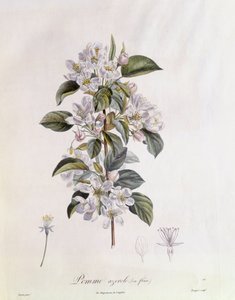 山楂(Crataegus azarolus)花 亨利-路易斯-杜哈梅尔-杜蒙索，皮埃尔-让-弗朗索瓦-图尔班的植物图版 作者 皮埃尔·让·弗朗索瓦·特平