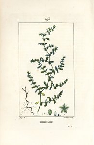 Herniary 无毛或 turquette - Rupture wort，Herniaria glabra。 Lambert Junior 手绘点画铜版画，出自 Chaumeton、Poiret 和 Chamberet 的“La Flore Medicale”，巴黎，Panckoucke 的 Pierre Jean-Francois Turpin 的画作 作者 皮埃尔·让·弗朗索瓦·特平