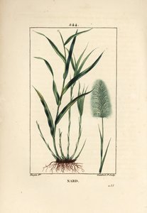 Indian nard，表示，spicanard - Spikenard，Andropogon nardus，有叶、根和花。 Lambert Junior 手绘点画铜版画，出自 Chaumeton、Poiret 和 Chamberet 的“La Flore Medi”的 Pierre Jean-Francois Turpin 的画作 作者 皮埃尔·让·弗朗索瓦·特平