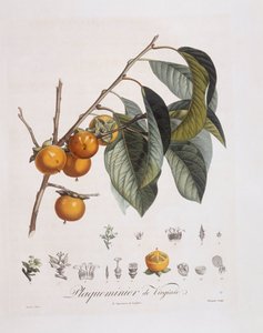 日本柿子或卡基（Diospyros kaki），亨利-路易斯-杜哈梅尔-杜蒙索，皮埃尔-让-弗朗索瓦-图尔班的植物图版 作者 皮埃尔·让·弗朗索瓦·特平
