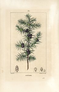 桧树，Juniperus vulgaris，显示叶子、浆果和树茎。小Lambert根据Pierre Jean-Francois Turpin的画作进行的手绘硬笔铜版画，该画作出自Chaumeton, Poiret和Chamberet的《La Flore Medicale》，巴黎，Panckoucke。