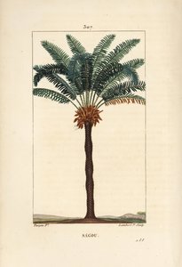 大枝或大苏铁 - 皇后西米，苏铁 circinalis，显示叶、种子和树干。 濒临灭绝的棕榈树。 Lambert Junior 手绘点画铜版画，来自 Chaumeton、Poiret 和 Chamberet 的 Pierre Jean-Francois Turpin 的画作 作者 皮埃尔·让·弗朗索瓦·特平
