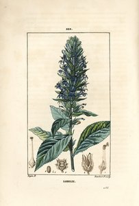 大叶女贞或虹膜女贞--蓝雀花，Lobelia syphilitica。小Lambert根据Pierre Jean-Francois Turpin的画作进行的手绘立体铜版画，该画作出自Chaumeton, Poiret和Chamberet的《La Flore Medicale》，Par 作者 皮埃尔·让·弗朗索瓦·特平