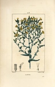 生菜 - 生菜，莴苣。 Lambert Junior 手绘点画铜版画，出自 Chaumeton、Poiret 和 Chamberet 的“La Flore Medicale”，巴黎，Panckoucke 的 Pierre Jean-Francois Turpin 的画作 作者 皮埃尔·让·弗朗索瓦·特平