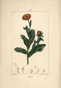 万寿菊，金盏花，有花、叶和茎。 Lambert Junior 手绘点画铜版画，来自 Chaumeton、Poiret 和 Chamberet 的“La Flore Medicale”，巴黎，Panckoucke 的 Pierre Jean-Francois Turpin 的画作 作者 皮埃尔·让·弗朗索瓦·特平