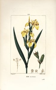 沼泽鸢尾花或水黄鸢尾花--黄鸢尾花，Iris palustris lutea，花、叶和种子荚。小Lambert根据Pierre Jean-Francois Turpin的画作进行的手绘立体铜版画，该画作出自Chaumeton, Poiret和Chamberet的《La Flore Me》。