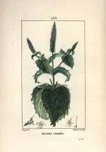 薄荷脆皮，卷曲或空心 - 卷曲薄荷，薄荷。 Lambert Junior 手绘点画铜版画，出自 Chaumeton、Poiret 和 Chamberet 的“La Flore Medicale”，巴黎，Panckoucke 的 Pierre Jean-Francois Turpin 的画作 作者 皮埃尔·让·弗朗索瓦·特平