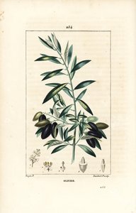 Olivier - 橄榄树，Olea europaea，有叶子、树枝、果实和种子。 Lambert Junior 手绘点画铜版画，出自 Chaumeton、Poiret 和 Chamberet 的“La Flore Medicale”，巴黎，Panckou 的 Pierre Jean-Francois Turpin 的画作 作者 皮埃尔·让·弗朗索瓦·特平