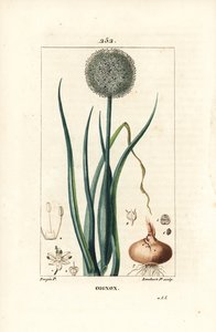 洋葱 - 洋葱、洋葱、花、叶、球茎和根。 Lambert Junior 手绘点画铜版画，出自 Chaumeton、Poiret 和 Chamberet 的“La Flore Medicale”，巴黎，Panckoucke 的 Pierre Jean-Francois Turpin 的画作 作者 皮埃尔·让·弗朗索瓦·特平