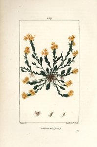 Orpin 英亩 - 金景天，景天英亩。 Lambert Junior 手绘点画铜版画，出自 Chaumeton、Poiret 和 Chamberet 的“La Flore Medicale”，巴黎，Panckoucke 的 Pierre Jean-Francois Turpin 的画作 作者 皮埃尔·让·弗朗索瓦·特平
