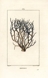 Orseille 或法国紫（地衣） - Orcein 或 archil、Roccella tinctoria、用于来自佛得角群岛的染料的地衣。 Lambert Junior 手绘点画铜版画，来自 Chaumeton 和 Poiret 的 Pierre Jean-Francois Turpin 的画作