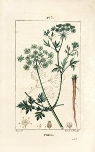 欧芹--花园欧芹，Petroselinum crispum，有花、叶、茎、根和种子。小Lambert根据Pierre Jean-Francois Turpin的画作进行的手绘立体铜版画，该画作出自Chaumeton, Poiret 和 Chamberet的《La Flore Medicale》。