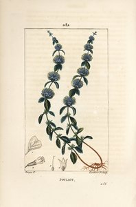 Pouliot薄荷 - Pennyroyal薄荷，Mentha pulegium，有花、叶、茎、根和种子。小兰伯特根据皮埃尔-让-弗朗索瓦-图尔平的画作进行的手绘立体铜版画，出自肖梅顿、波尔特和张贝的《医学花卉》。 作者 皮埃尔·让·弗朗索瓦·特平
